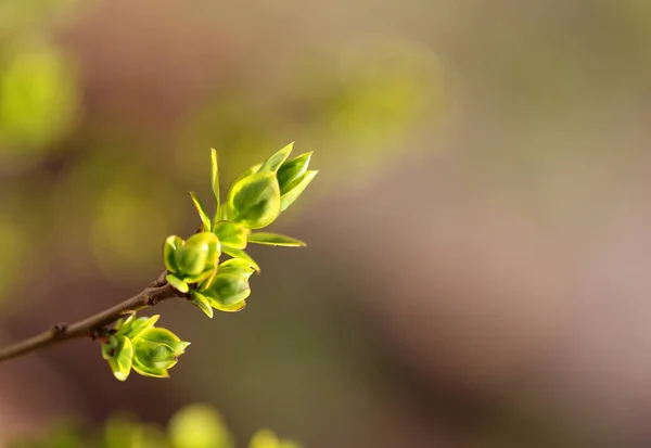 Photo Beautiful Green Sprout Early Spring — Stock Photo, Image