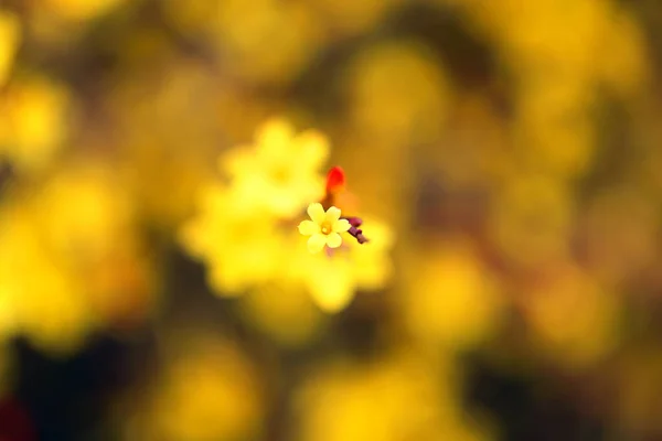 照片美丽的黄色花朵在早春萌芽 — 图库照片