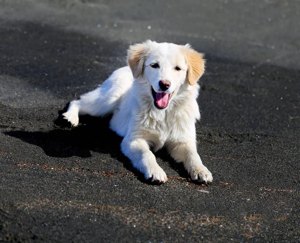 Photo with a funny white puppy on the dark sand — Zdjęcie stockowe