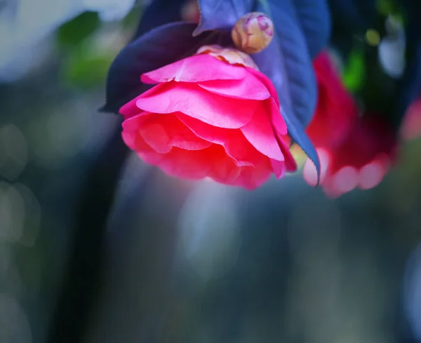 Photo background with a beautiful pink flower — ストック写真