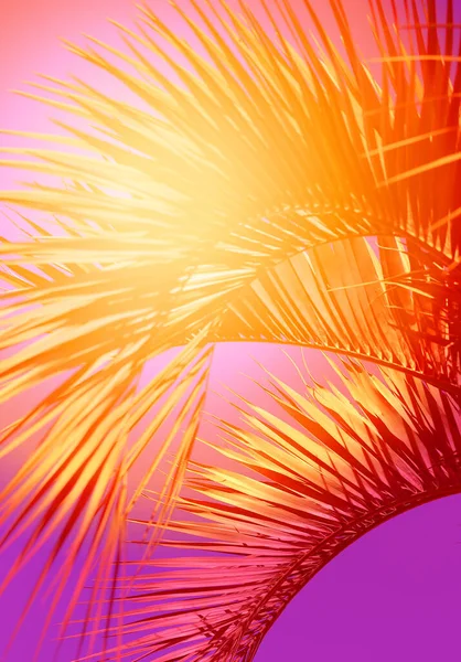 Photo background with beautiful multicolored palm trees — 图库照片