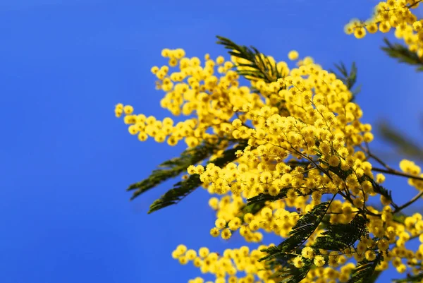 Fond photo printemps jaune vif plantes Mimosa — Photo