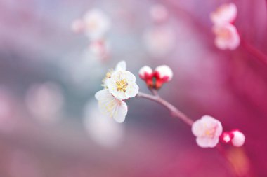 Koyu bir arka planda güzel açan bahar çalıları.