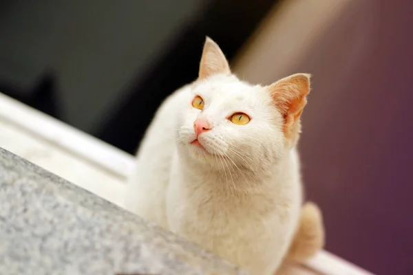 Foto Van Een Helder Portret Van Een Kat Een Park — Stockfoto