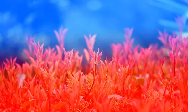 Hermosas Ramas Florecientes Brotes Nuevos Rojos Parque — Foto de Stock