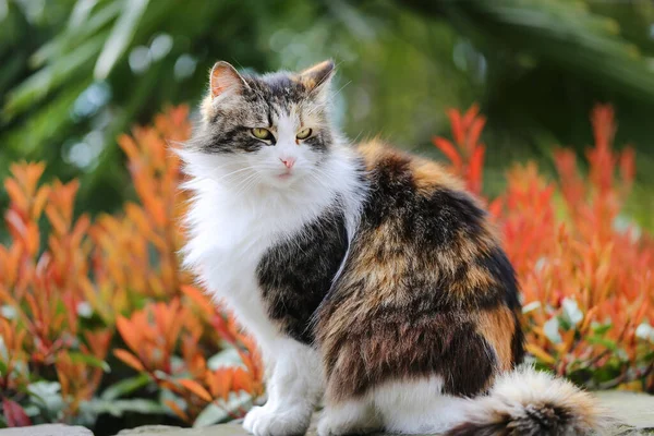 Foto Retrato Brillante Gato Parque Día Primavera —  Fotos de Stock
