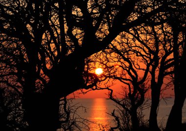 Güzel fotoğraf manzarası. Gün batımı. Ağaçlar ve dallarla kaplı deniz manzarası.