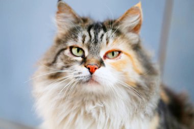 Güneşli bir günde bir uçurumun ve mavi bir denizin fotoğrafı.