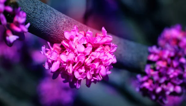 Foto Vårrosa Knoppar Med Bin Solig Dag Våren Blomma Bakgrund — Stockfoto