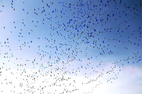 春に空を飛ぶ鳥の群れの写真 鳥の群れの背景 — ストック写真