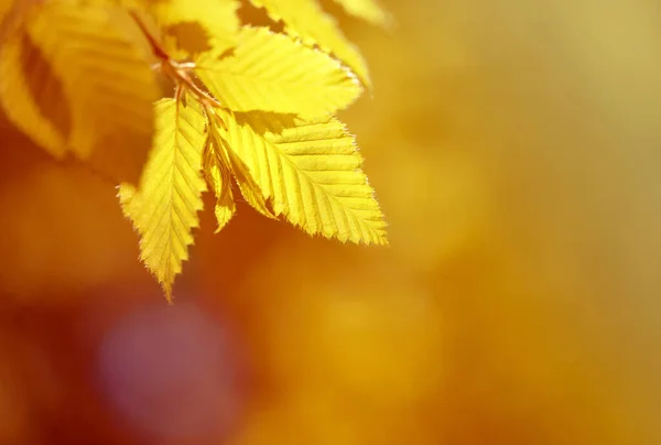 Photo Yellow Leaves Illuminated Sun Autumn Day — Stock Photo, Image