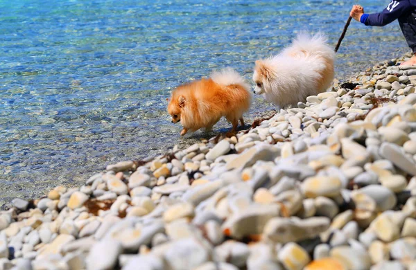 Photos of funny little dogs on the sea beach