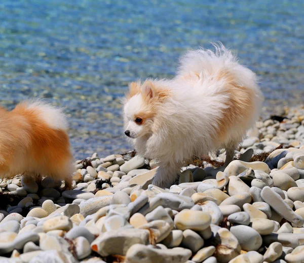 Komik küçük tüylü köpeklerin fotoğrafları. — Stok fotoğraf