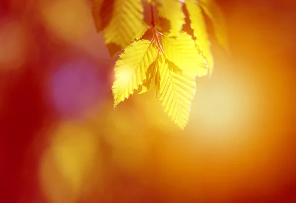 Foto von gelben Blättern, die von der Sonne beleuchtet werden — Stockfoto