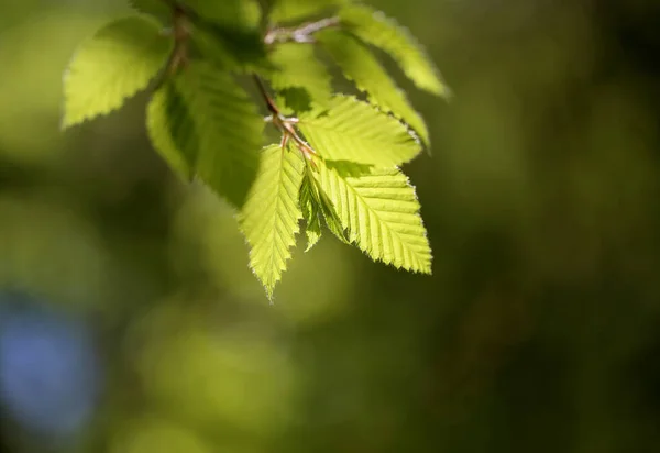 Foto de hojas verdes iluminadas por el sol —  Fotos de Stock