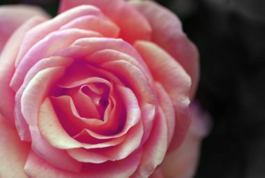 Yaz bahçesindeki bir gülün güzel fotoğrafı. Kartpostallar ya da web sitesi için bir gül.