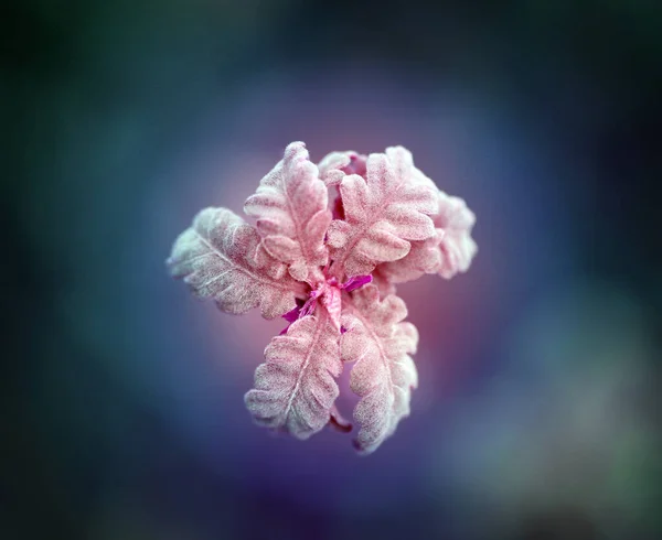 Fondo Fotográfico Con Hojas Roble Primavera — Foto de Stock