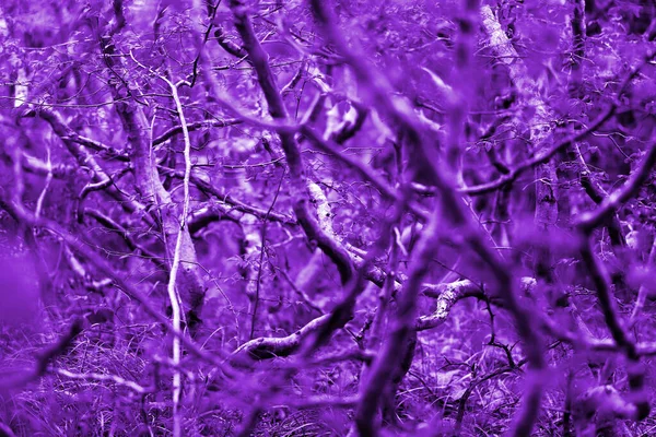 Фотофон Фиолетовыми Ветвями Деревьями — стоковое фото