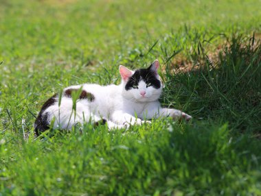 Yeşil çimlerin üzerinde komik, güzel bir kedinin fotoğrafı.