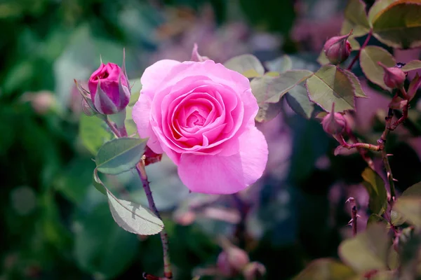 Prachtige Foto Van Een Roos Een Zomertuin Een Roos Voor — Stockfoto