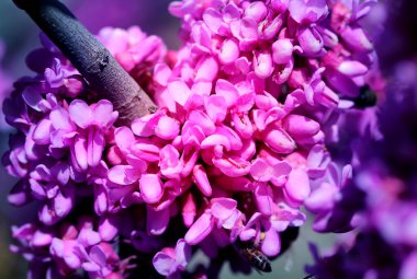 Güneşli bir günde arılarla birlikte bahar pembe tomurcukları fotoğrafı..