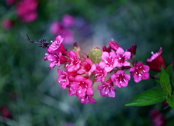 Photos Beautiful Pink Flowers Summer Park — Stock Photo, Image