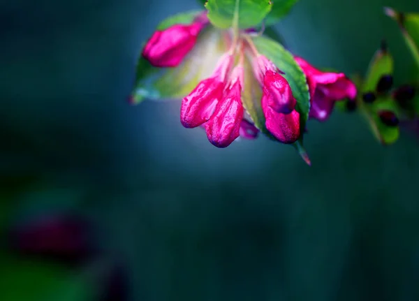Fotos Von Schönen Rosa Blumen Sommer Park — Stockfoto