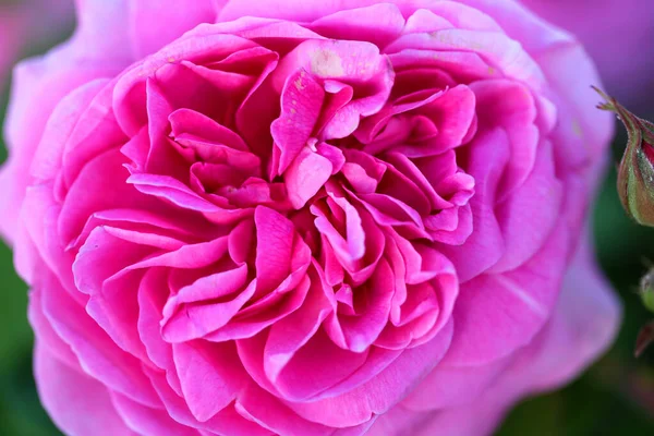 Hermosa Foto Una Rosa Jardín Verano Una Rosa Para Postales — Foto de Stock