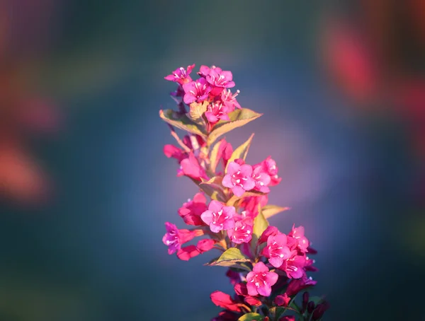 夏天公园里美丽的粉色花朵的照片 — 图库照片