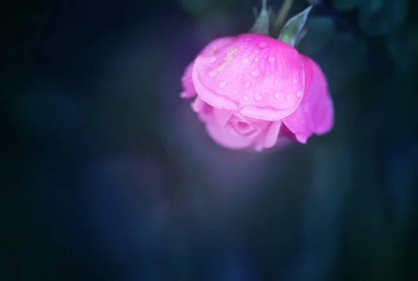 Schönes Foto Einer Rose Einem Sommergarten Eine Rose Für Postkarten — Stockfoto