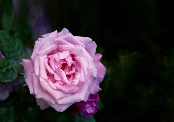 Bela Foto Uma Rosa Jardim Verão Uma Rosa Para Postais — Fotografia de Stock