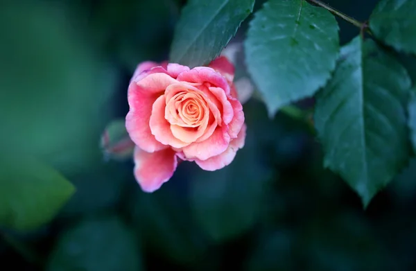Hermosa Foto Una Rosa Jardín Verano Una Rosa Para Postales — Foto de Stock