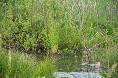 Göl, doğa, su, dünya, inanılmaz, orman