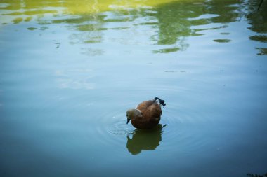 Göl, ördek, kuş, su, dünya 