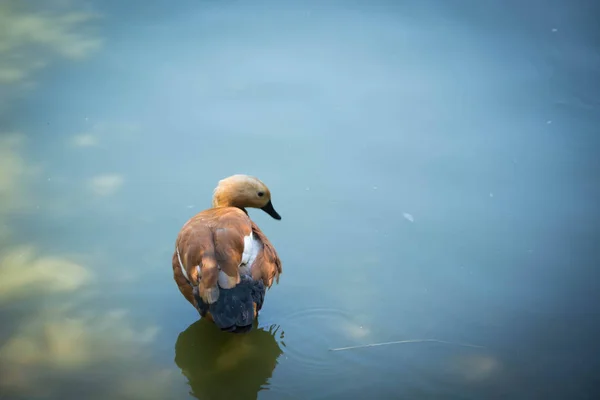 lake, duck, bird, water, world