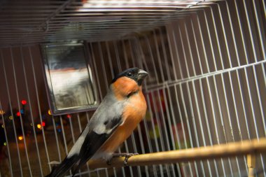         Bulfinch Ormanı Rusya Kuşu