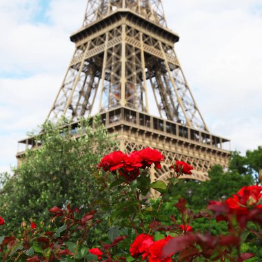 Kırmızı güller Paris'te Eyfel Kulesi, Fransa yakınındaki.