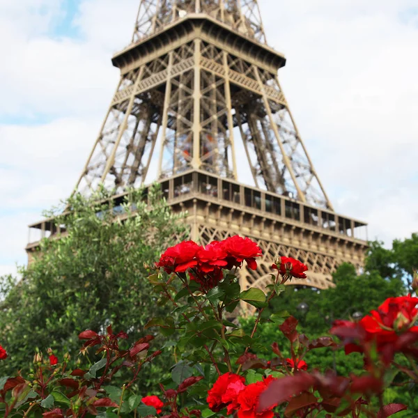 Röda rosor i Paris nära Eiffeltornet, Frankrike — Stockfoto