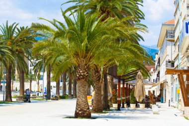 Tivat, Karadağ 05 Temmuz, 2017 dolgu ve palmiye ağaçları Porto Karadağ, güneşli yaz gün