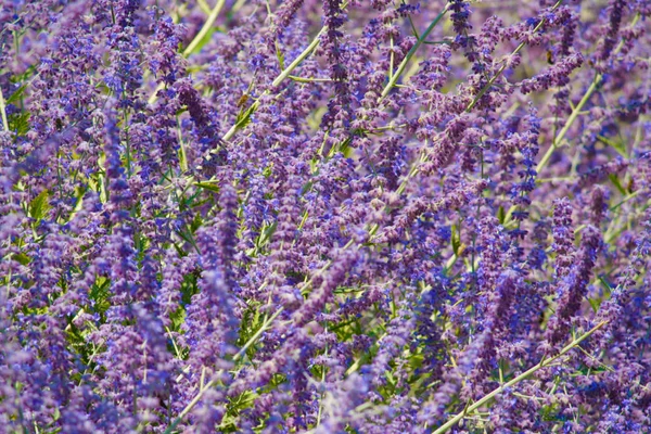Purple wildflowers, background — Stock Photo, Image