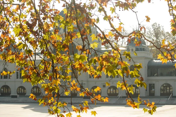 Autumn Budapest Yellow Leaves Sycamore Hungary — Stock Photo, Image