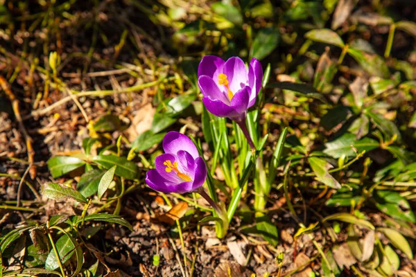 紫色的玫瑰在春天盛开 — 图库照片