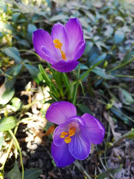 Пурпурові Крокуси Розквітли Навесні — стокове фото