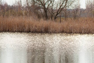 Gölde kuru sazlıklar