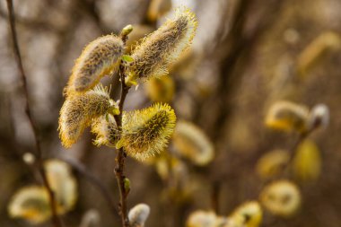 Bahar ormanındaki ağaçların dalları yeşil tomurcuklanır.