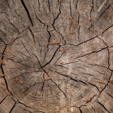 Doğal ahşap dilimin dokusu, arkaplan için görüntü