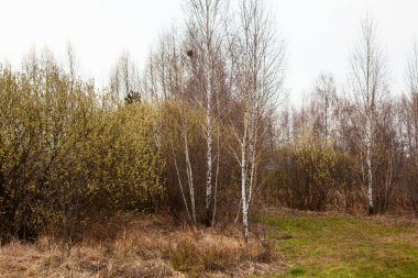Ağaçlar ve çalılar, yapraklar baharda çiçek açar ormanda.