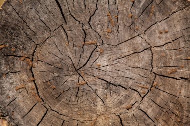 Doğal ahşap dilimin dokusu, arkaplan için görüntü