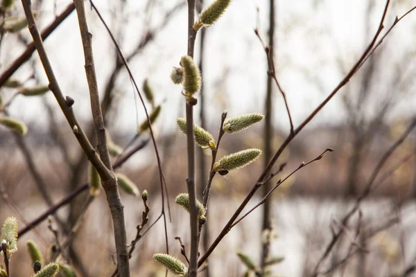 Sprigs Pupeny Jezera — Stock fotografie