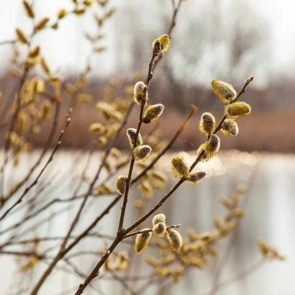 Sprigs Pupeny Jezera — Stock fotografie